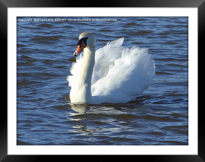 "SWAN IN THE SUNSHINE" Framed Mounted Print by ROS RIDLEY