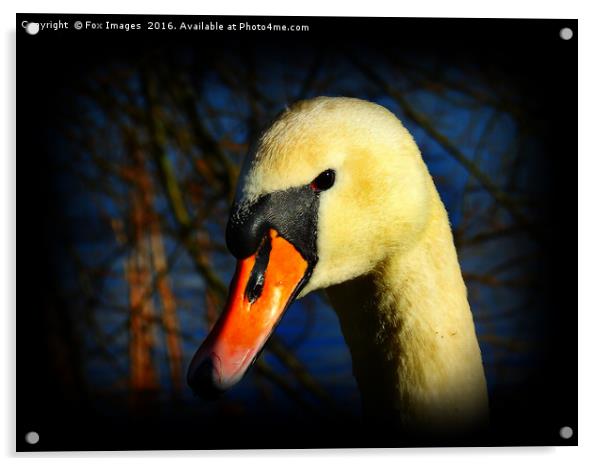 Female Mute Swan Acrylic by Derrick Fox Lomax