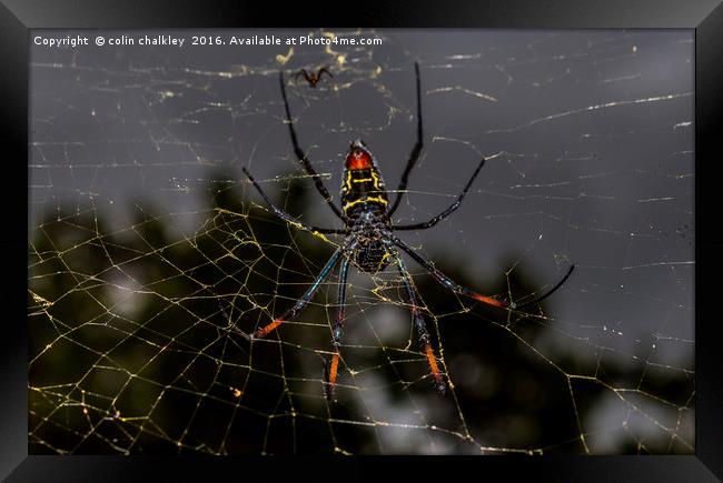 Golden Orb Spider, South Africa Framed Print by colin chalkley