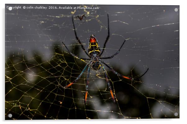 Golden Orb Spider, South Africa Acrylic by colin chalkley