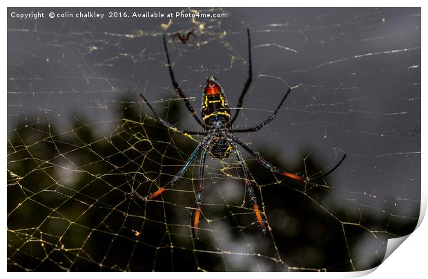 Golden Orb Spider, South Africa Print by colin chalkley