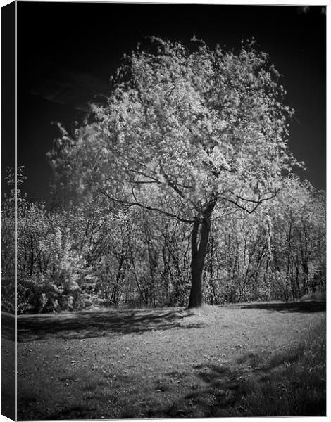 Infrared photography Canvas Print by Jean-François Dupuis