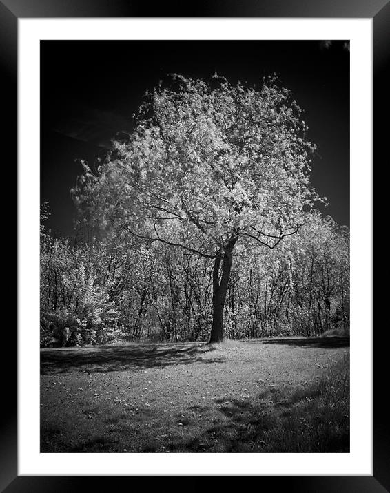 Infrared photography Framed Mounted Print by Jean-François Dupuis