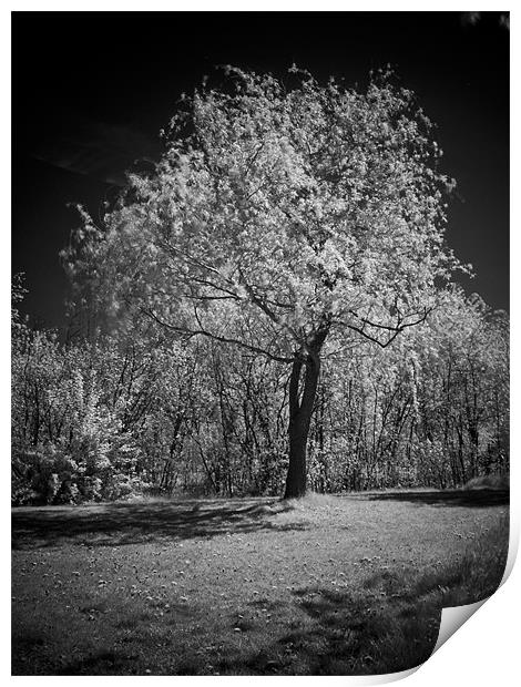 Infrared photography Print by Jean-François Dupuis