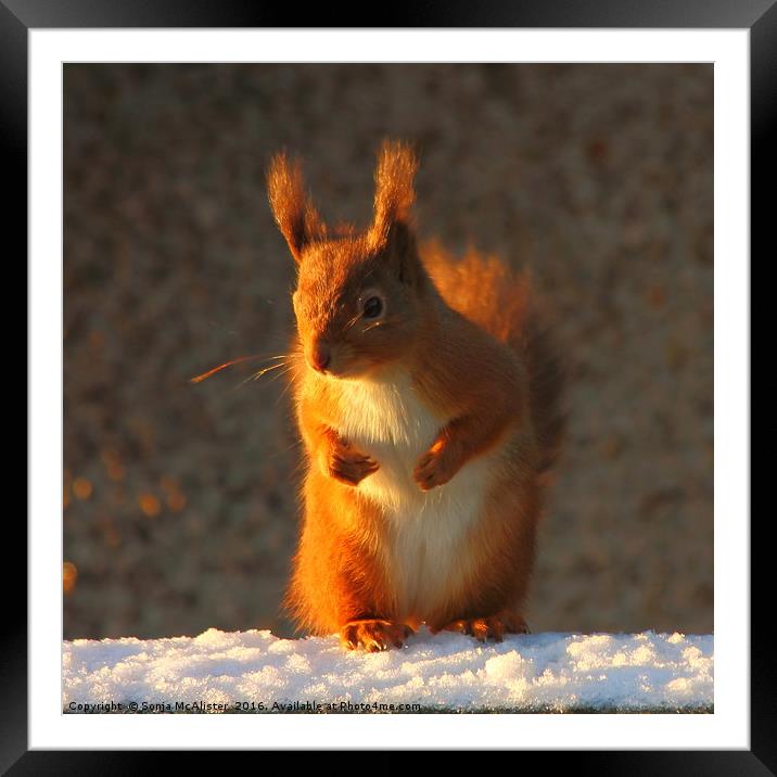 Bright Eyed And Bushy Tailed II Framed Mounted Print by Sonja McAlister