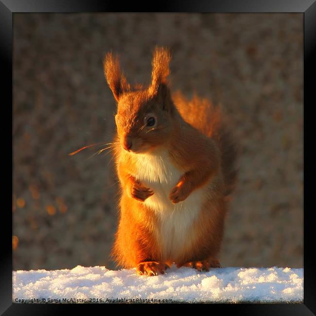 Bright Eyed And Bushy Tailed II Framed Print by Sonja McAlister