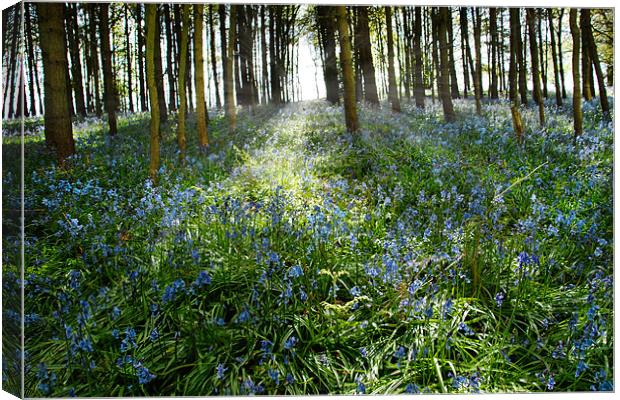 Bluebell Glimmer Canvas Print by Ann Garrett