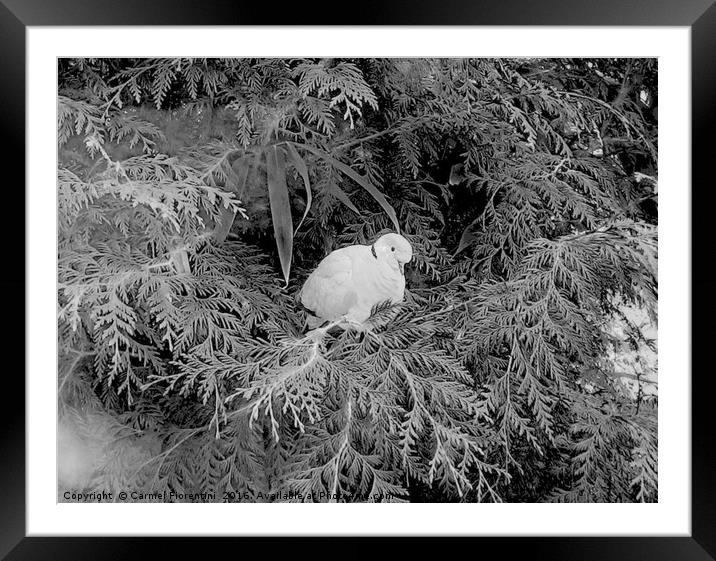 Dove on frosty morn Framed Mounted Print by Carmel Fiorentini