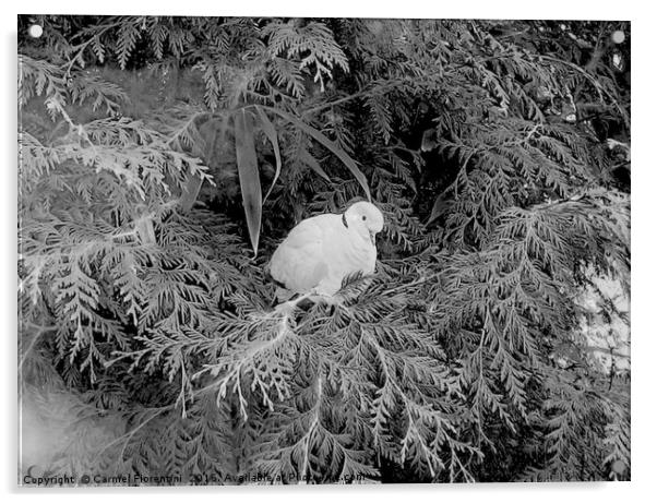 Dove on frosty morn Acrylic by Carmel Fiorentini