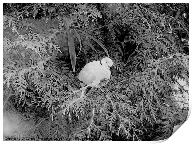 Dove on frosty morn Print by Carmel Fiorentini