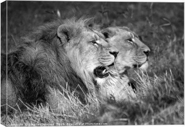 Lion & lioness  Canvas Print by Stephen Johnson