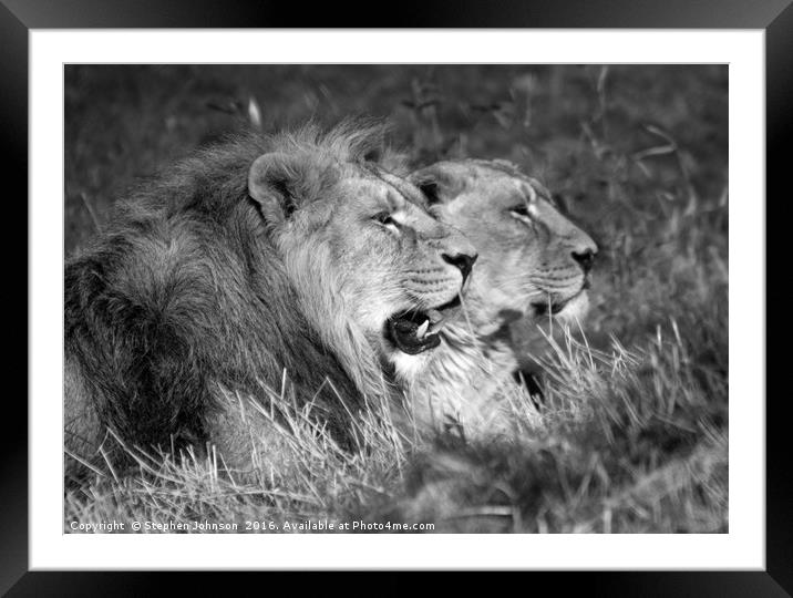 Lion & lioness  Framed Mounted Print by Stephen Johnson