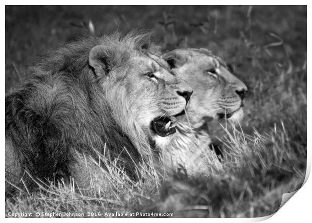 Lion & lioness  Print by Stephen Johnson