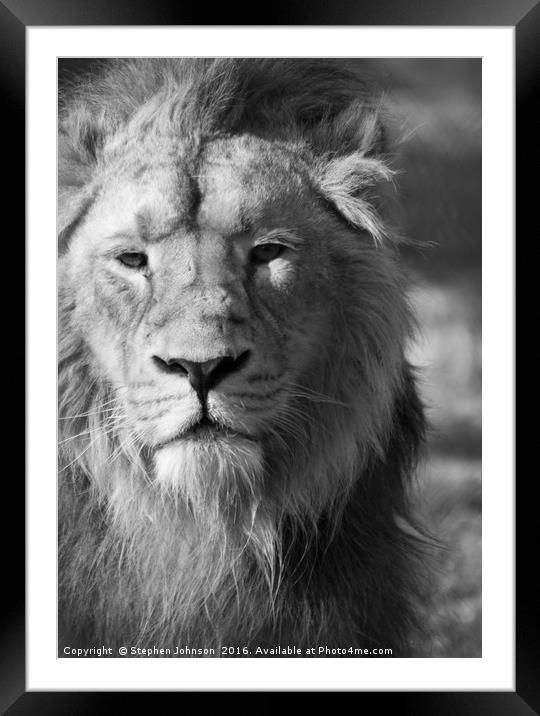 Lion  Framed Mounted Print by Stephen Johnson