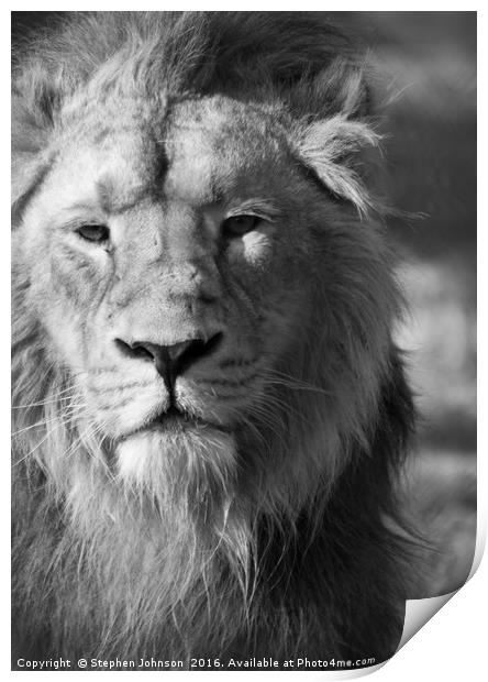 Lion  Print by Stephen Johnson