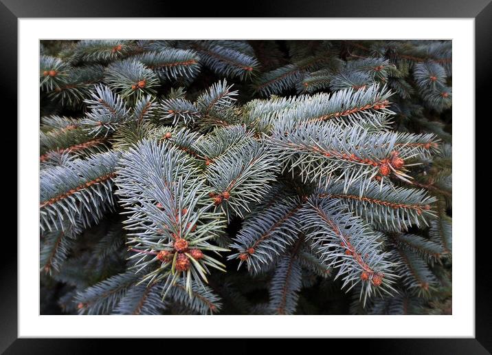 fir tree buds Framed Mounted Print by Marinela Feier