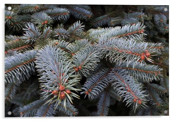 fir tree buds Acrylic by Marinela Feier