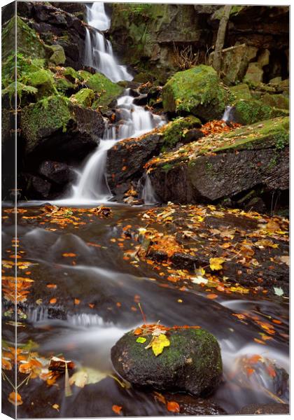 Lumsdale Falls in Autumn Canvas Print by Darren Galpin