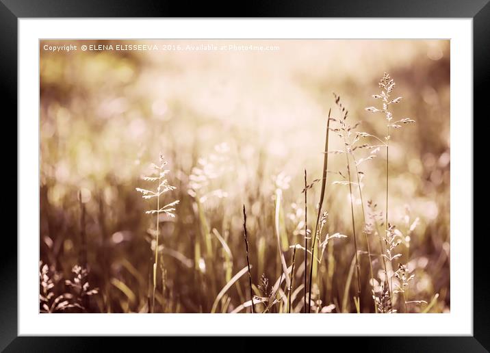 June green grass flowering Framed Mounted Print by ELENA ELISSEEVA