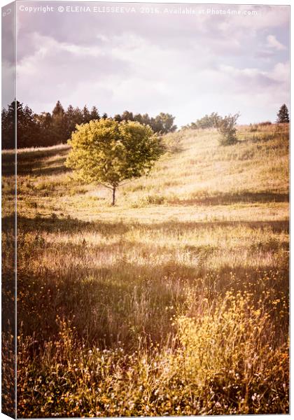 Rural landscape with single tree Canvas Print by ELENA ELISSEEVA