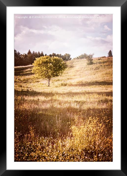 Rural landscape with single tree Framed Mounted Print by ELENA ELISSEEVA