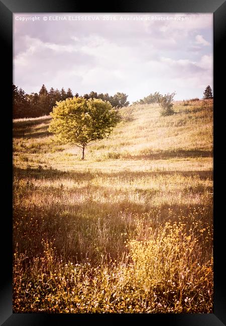 Rural landscape with single tree Framed Print by ELENA ELISSEEVA