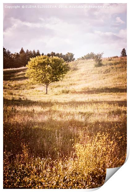 Rural landscape with single tree Print by ELENA ELISSEEVA