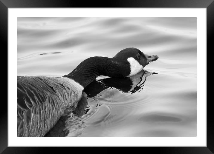 Long Necked Goose Framed Mounted Print by Jason Moss
