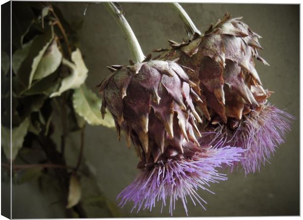 two thistles Canvas Print by Heather Newton