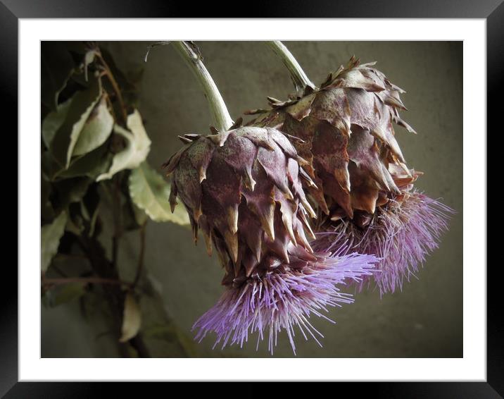 two thistles Framed Mounted Print by Heather Newton