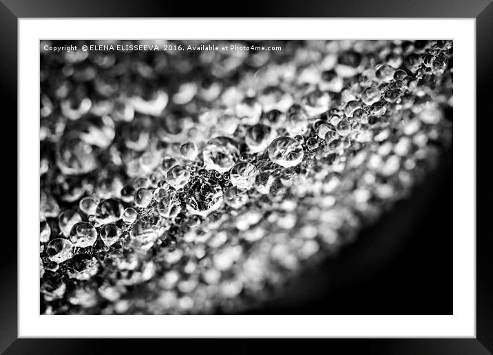 Dew drops on leaf edge Framed Mounted Print by ELENA ELISSEEVA