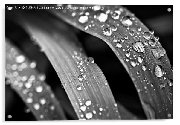 Raindrops on grass Acrylic by ELENA ELISSEEVA