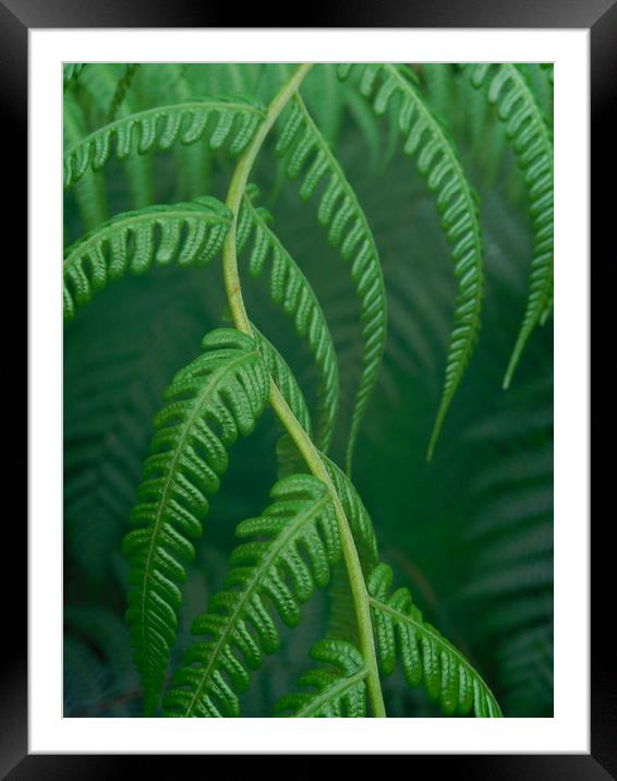 emerald fern Framed Mounted Print by Heather Newton