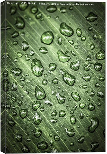 Green leaf with raindrops Canvas Print by ELENA ELISSEEVA