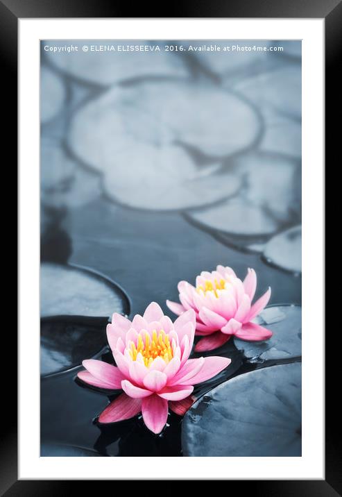 Lotus blossoms Framed Mounted Print by ELENA ELISSEEVA