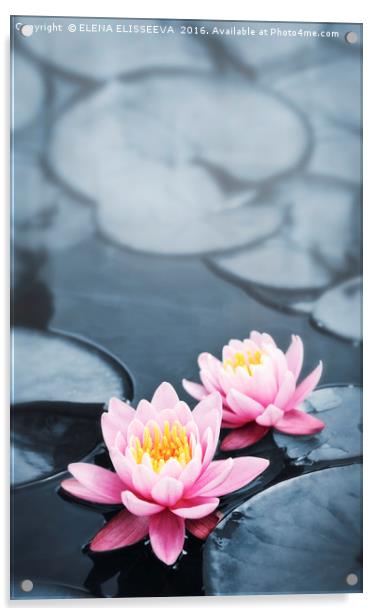 Lotus blossoms Acrylic by ELENA ELISSEEVA