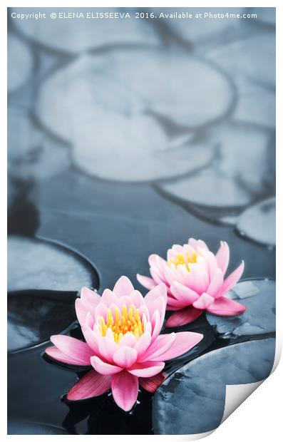 Lotus blossoms Print by ELENA ELISSEEVA