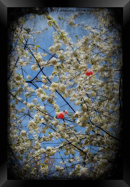 Spring Blossom Framed Print by Christine Lake