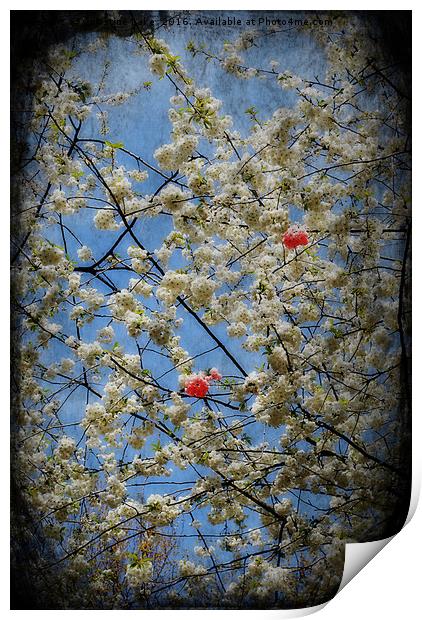 Spring Blossom Print by Christine Lake