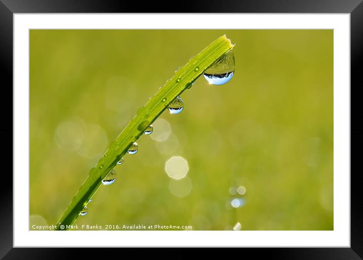 Dew drops  Framed Mounted Print by Mark  F Banks