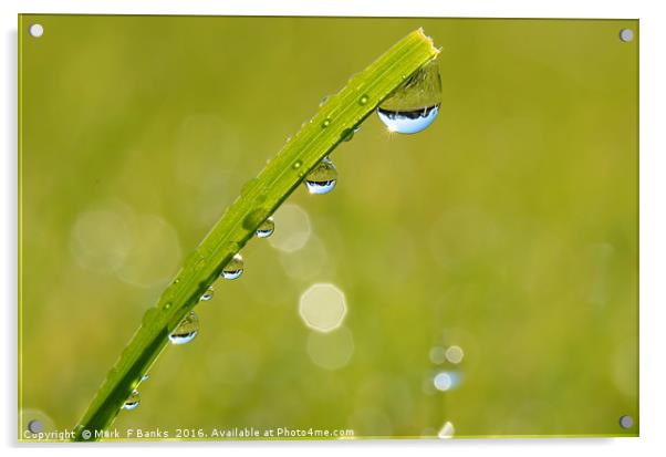 Dew drops  Acrylic by Mark  F Banks