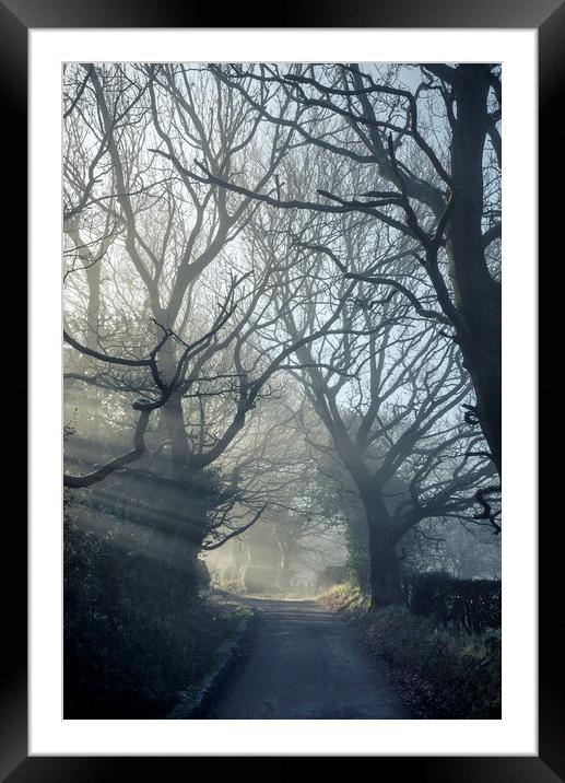 English Oaks on a misty lane Framed Mounted Print by Andrew Kearton
