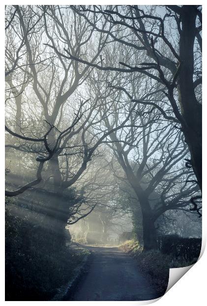 English Oaks on a misty lane Print by Andrew Kearton