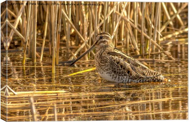 Snipe at Westhay Moor National Nature Reserve Canvas Print by Pete Watson