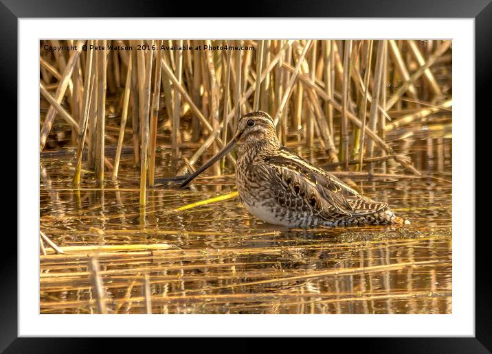 Snipe at Westhay Moor National Nature Reserve Framed Mounted Print by Pete Watson