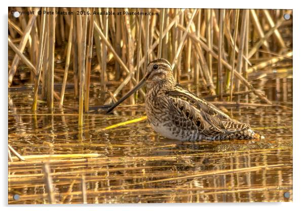 Snipe at Westhay Moor National Nature Reserve Acrylic by Pete Watson