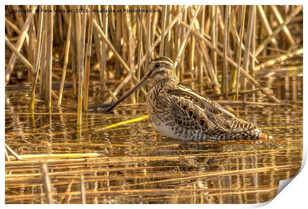 Snipe at Westhay Moor National Nature Reserve Print by Pete Watson