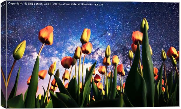 Tulips at night Canvas Print by Sebastien Coell