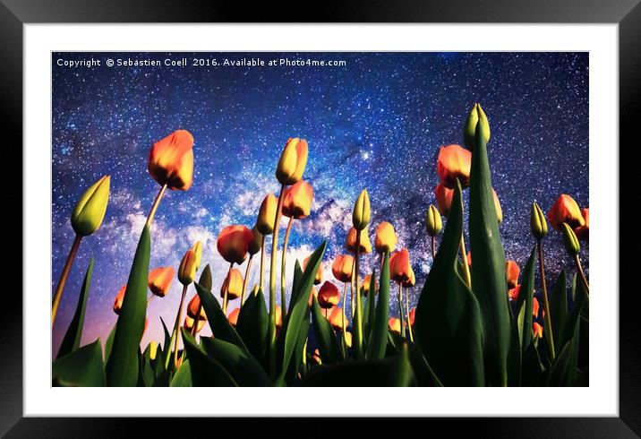 Tulips at night Framed Mounted Print by Sebastien Coell