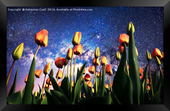 Tulips at night Framed Print by Sebastien Coell